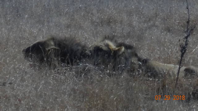 2 sub-adult male lions