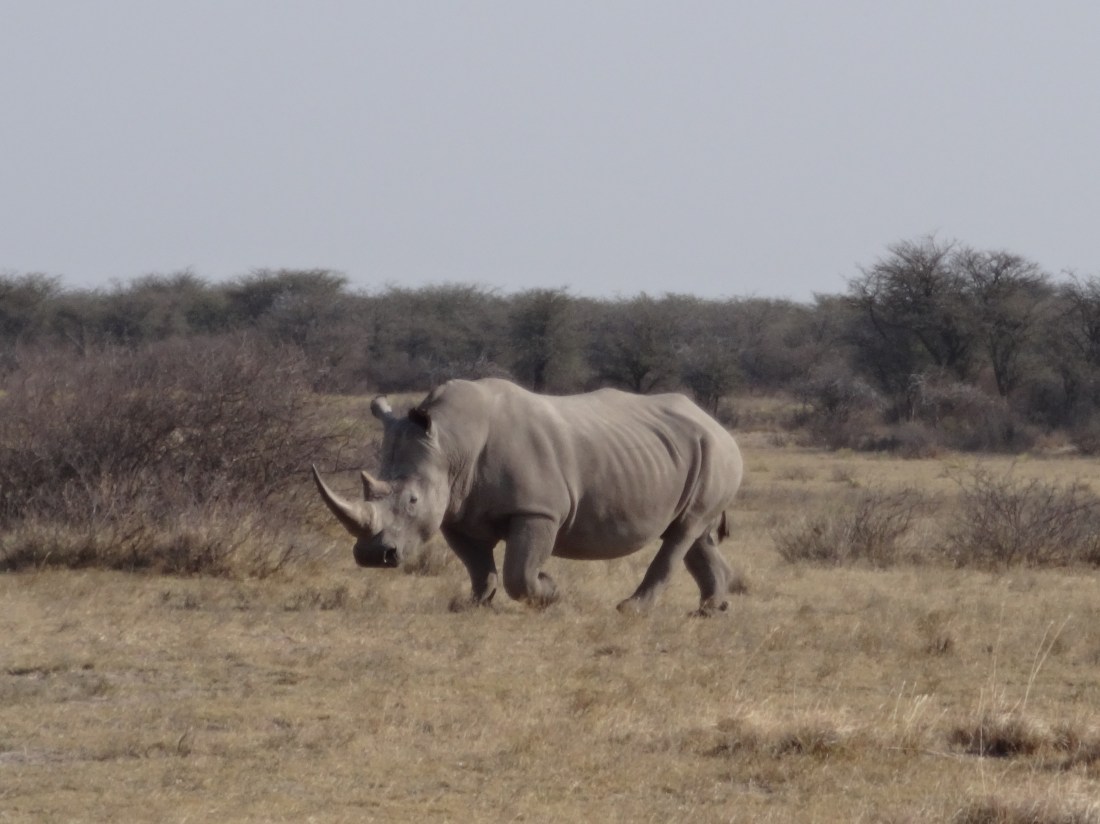 adult rhino with horn