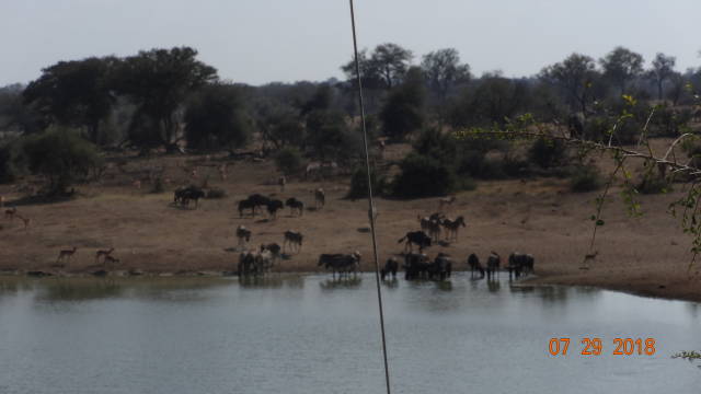 animals at waterhole in Kruger NP