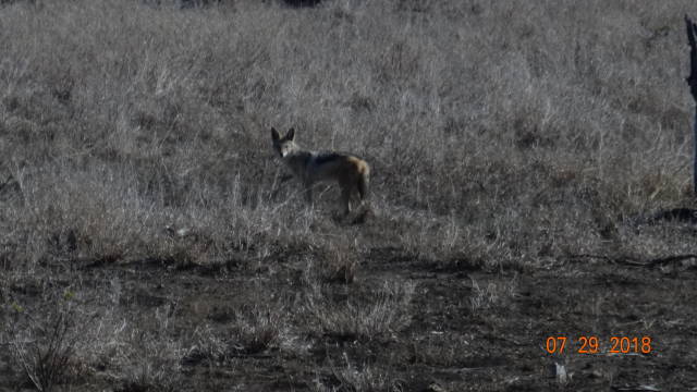black-backed jackal