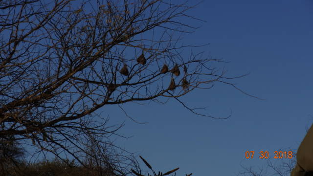 buffalo weaver bird nests