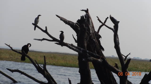 cormorants roosting