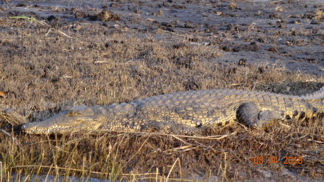 crocodile