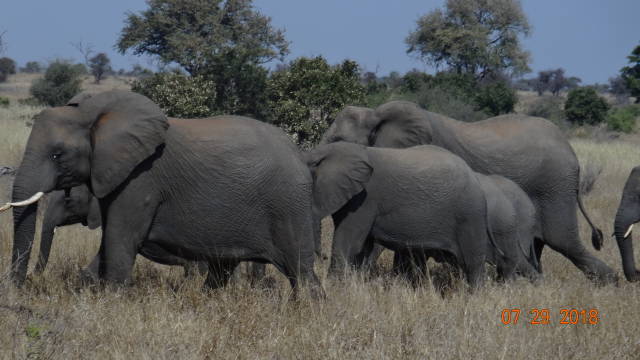 elephant herd