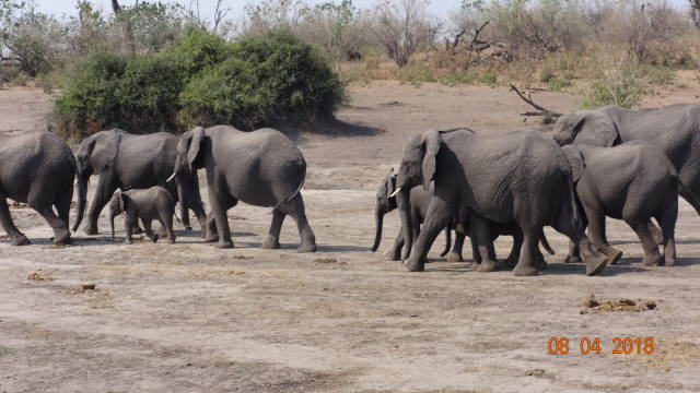elephants at Chobe NPJPG