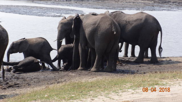 elephants enjoying mud bath