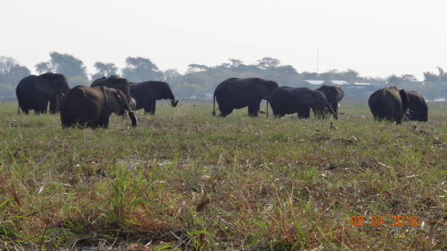 elephants grazing on island