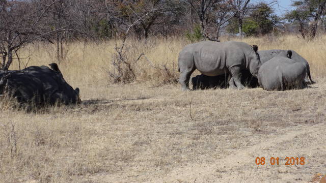 famiy of 4 whte rhinos