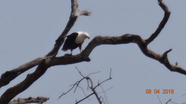 fish eagle