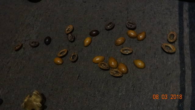 fortune-telling shells