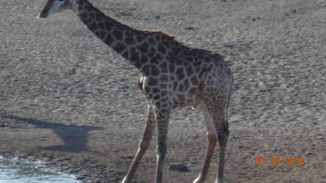 giraffe at water's edge