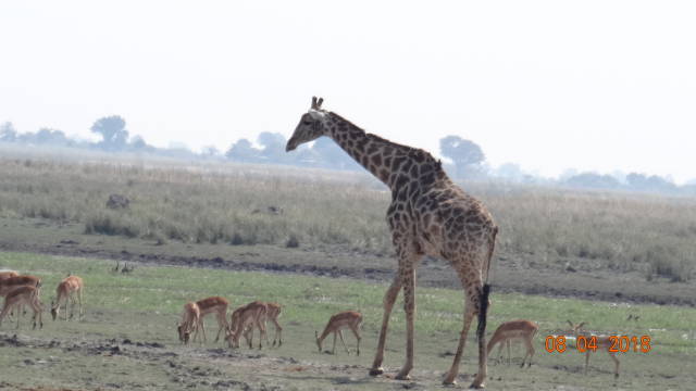 giraffe &amp; impala