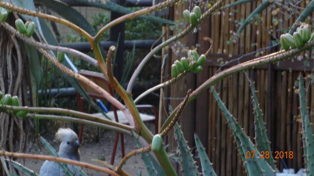 go-away bird