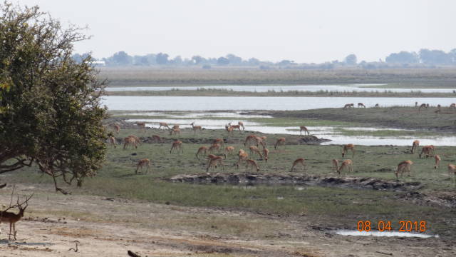 grazing impala