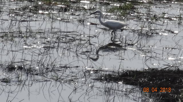 great white egret
