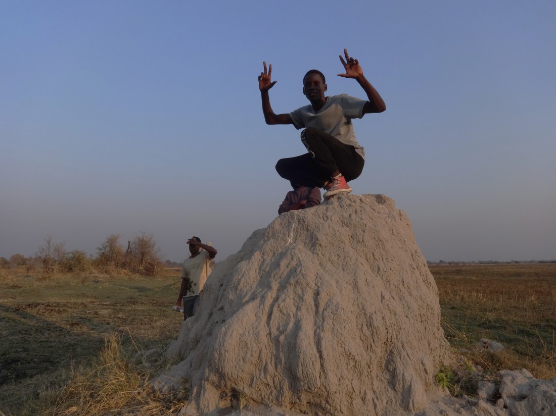 guide on top termite mound