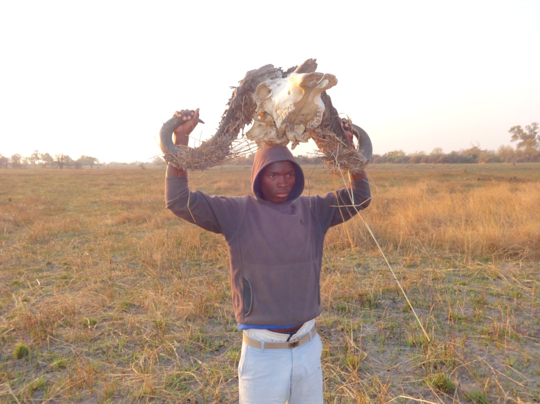 guide with buffalo skull
