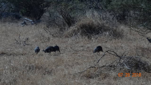 guinea fowl