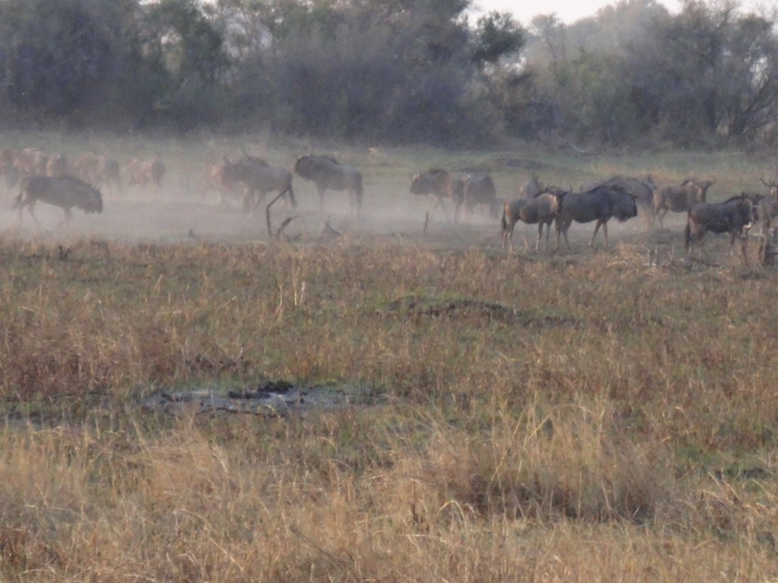 herd of wildebeest