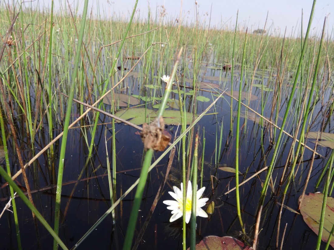 hippo grass & lilies