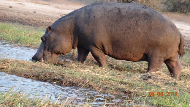 hippo