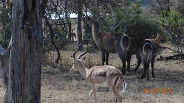 impala &amp; bushbucks