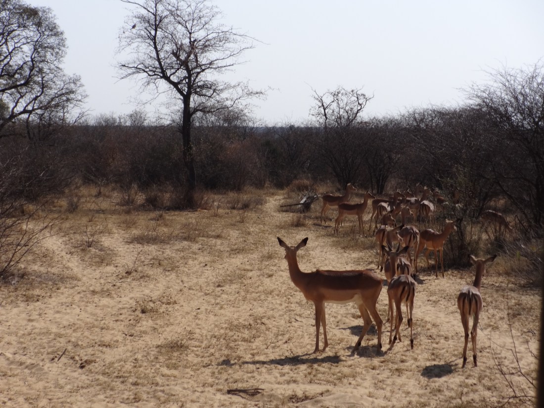 impala listeningJPG