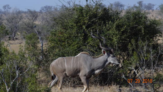 Kudu