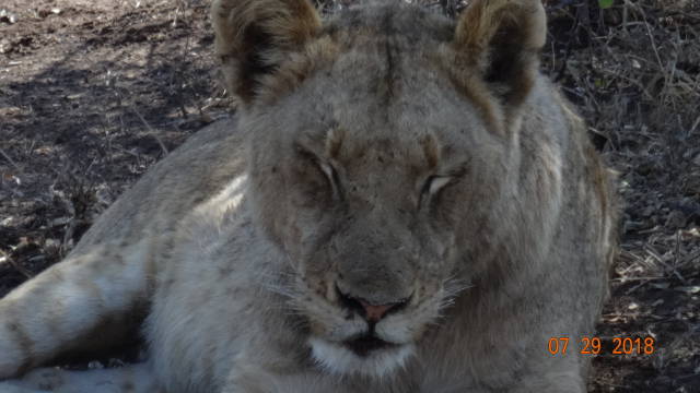 lioness taking a cat nap