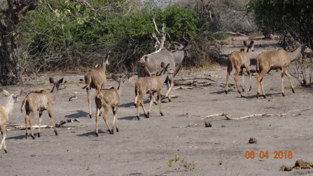 male kudu with his herd