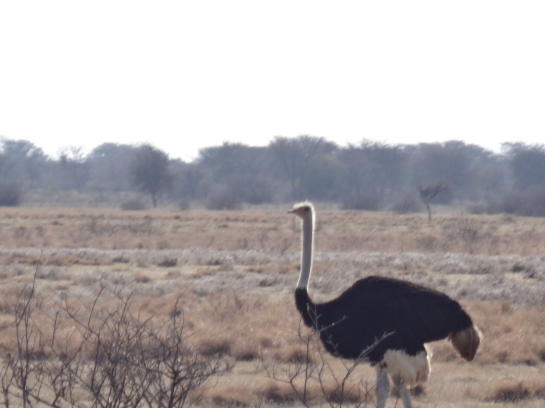 male ostrich