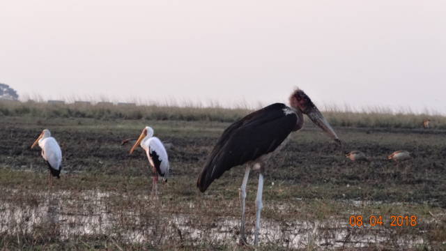 marabou &amp; yellow-billed storks
