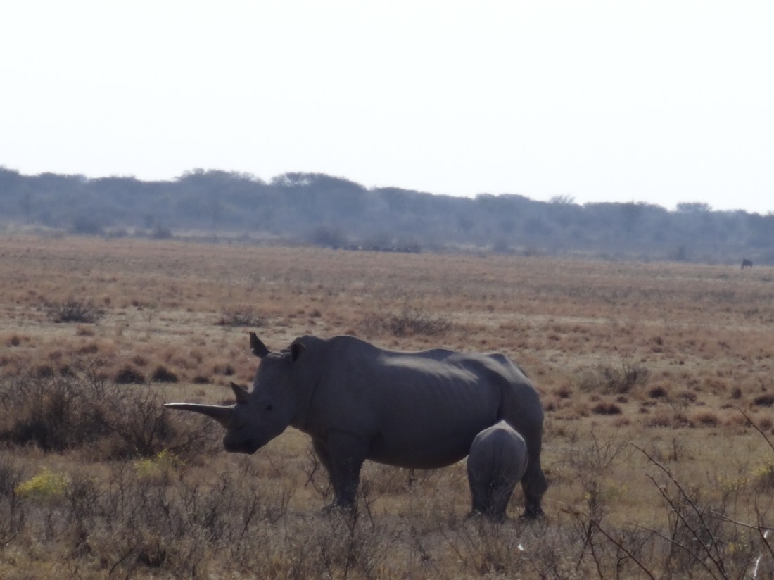 mom & baby rhino