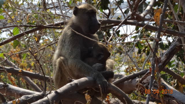 mother &amp; baby baboon