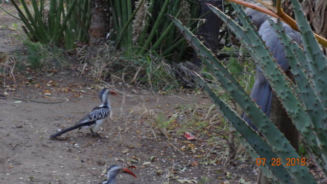 red-billed horn bill