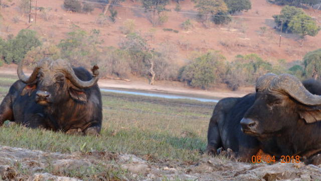 resting buffalo
