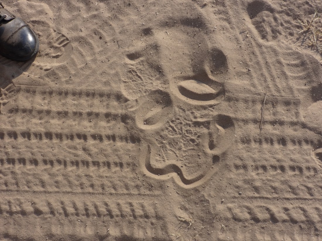 rhino footprint