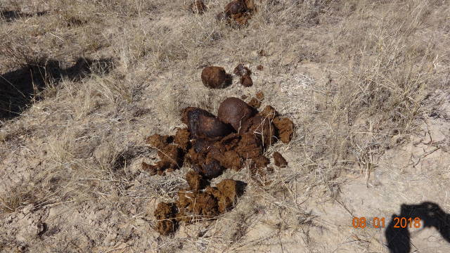 rhino scat