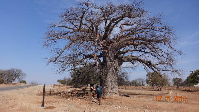 Robert under Baobab tree
