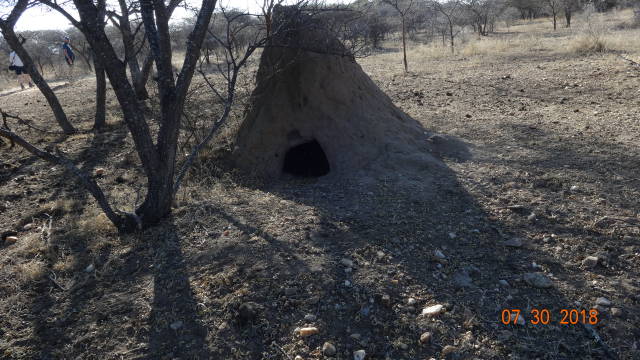 termite mound after aardvark attack