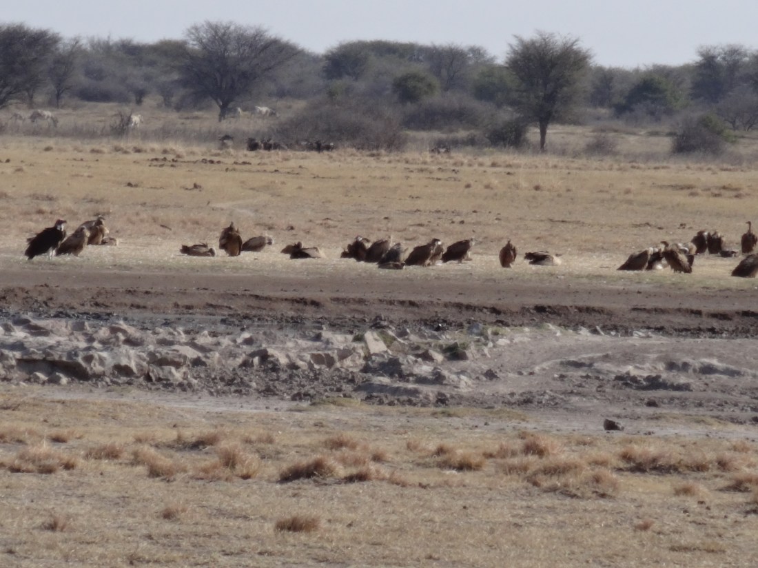 vultures at water hole