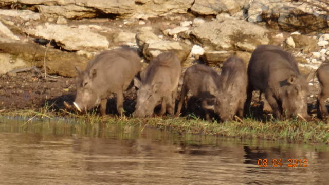 warthogs drinking