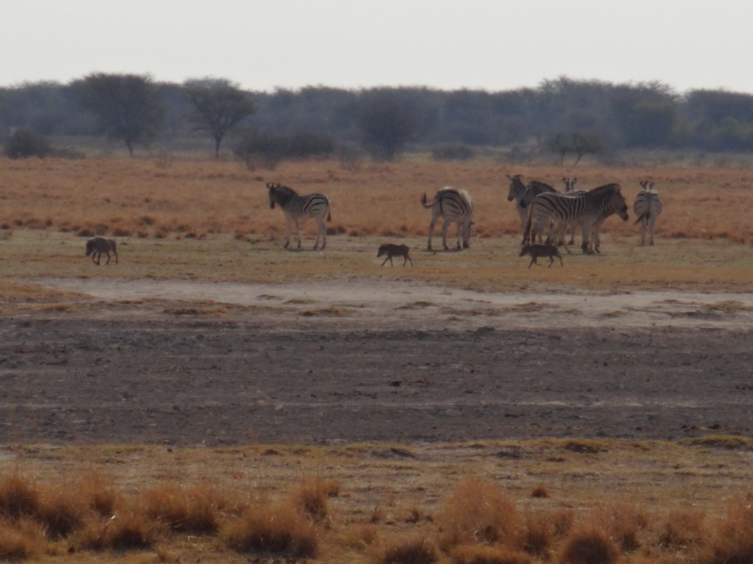 warthogs & zebra at water hole