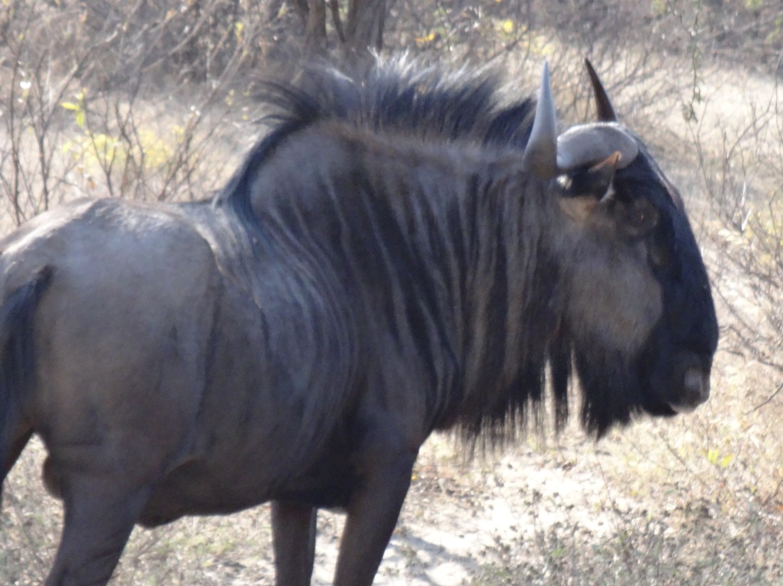 wildebeest