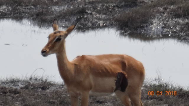 wounded impala