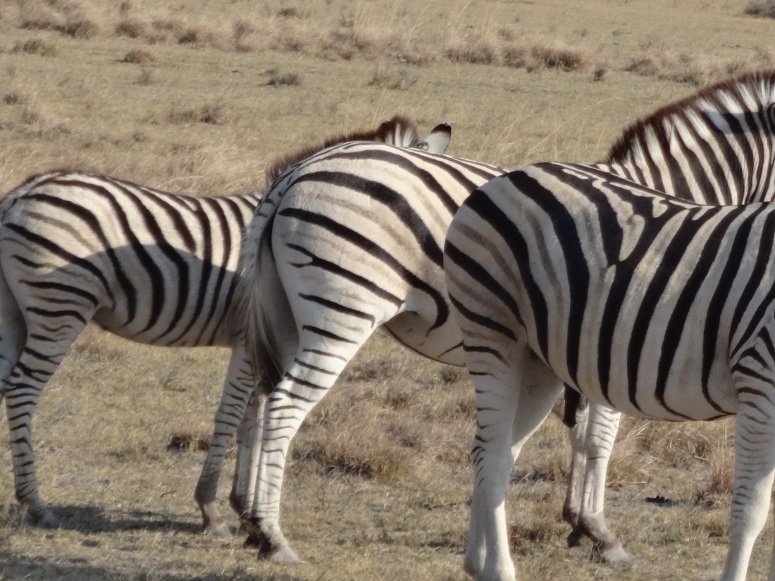 zebra op art