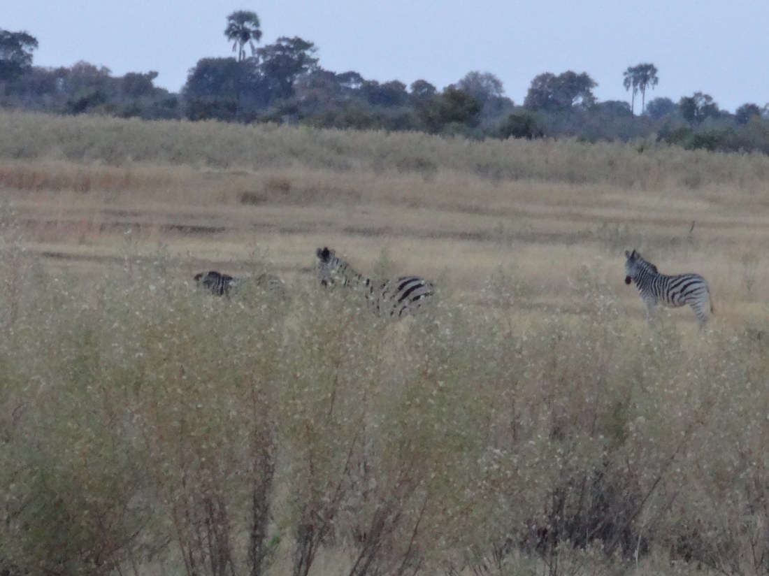 zebras in the bush.JPG